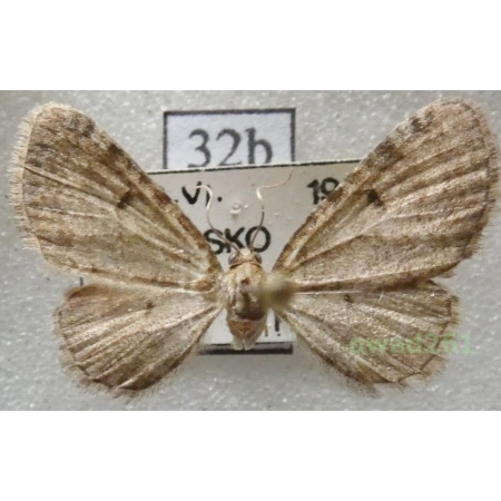 Eupithecia selinata Herrich-Schäffer, 1861 Czech32b